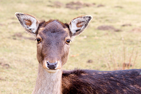 Roe deer, rusa Bera, alam, hewan, rusa muda, scheu, kepala