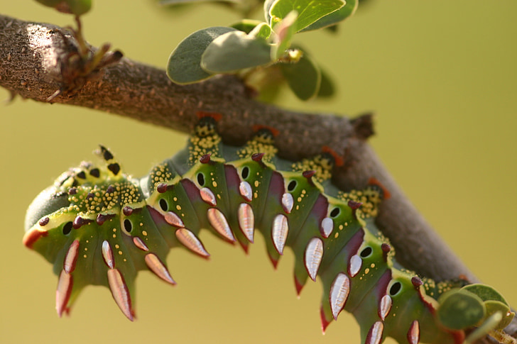 Caterpillar, Close-up, larva, flora y fauna