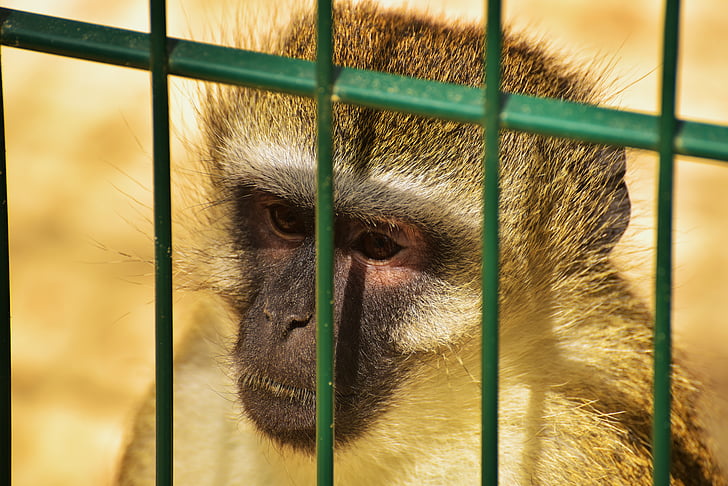 monkey, primate, cage, grid, animal, mammal, imprisoned