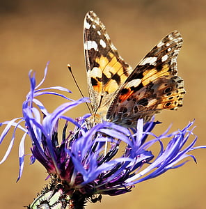butterfly, cornflower, ants, nature, insect, vermin, thread