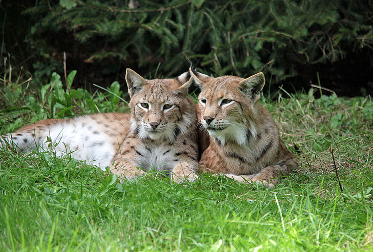 Lynx, les jeunes animaux, reste, Evelyne, Sweet, Doze, undomesticated Cat
