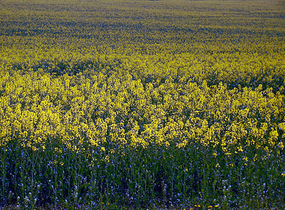 oilseed rape, field of rapeseeds, field, renewable energy, landscape, oil, bio