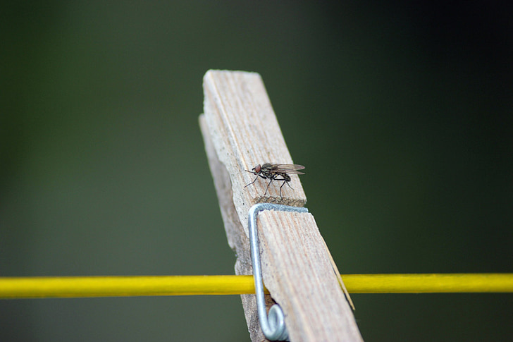 fly, peg, wood, wooden, green, black, nature