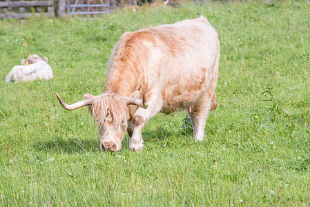 Highland-rinder, hovězí maso, kráva, Skotsko, Vysočina, krajina, Hof