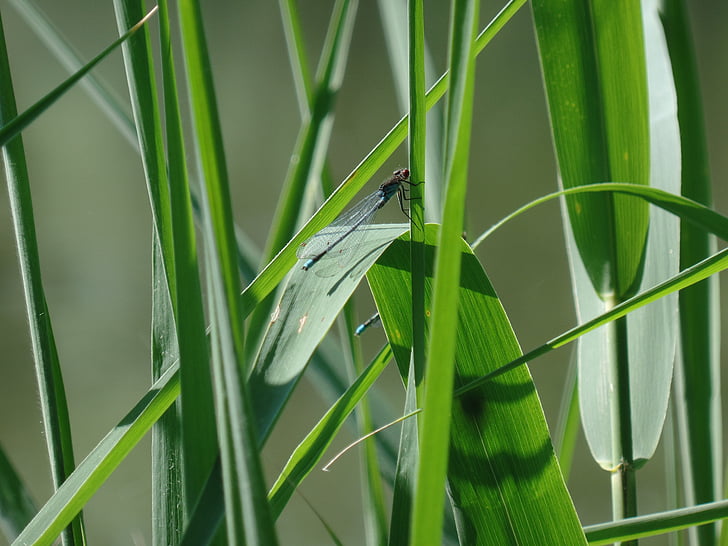 libellule, nature, insecte, fermer, Créature :, photographie de la faune, libellule de la baguette