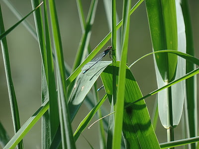 Dragonfly, natuur, insect, sluiten, schepsel, wildlife fotografie, Toverstaf dragonfly