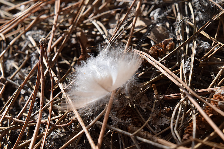 spring, bird feather, fluff, white, needles, pine needles, gust of wind
