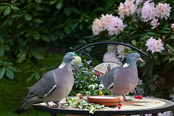 dove, ringdove, bird, columba palumbus, couple, foraging, garden