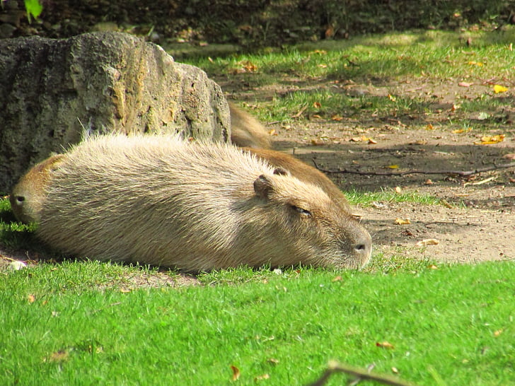 kapibara, animal, grass, rest, zoo