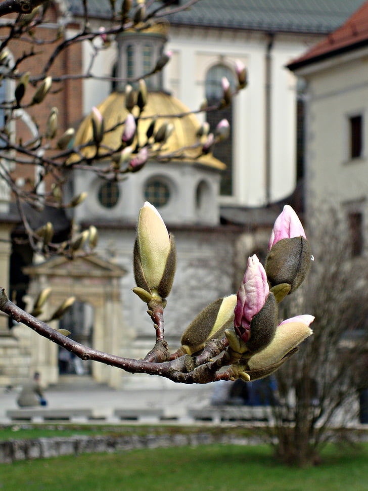 flowers, magnolias, spring, nature, blooms, the buds