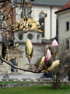 gėlės, magnolijos, pavasarį, Gamta, Pavasariniai žiedai, pumpurai