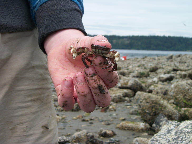 crabe, main, plage, nature, Marine, aquatique, eau