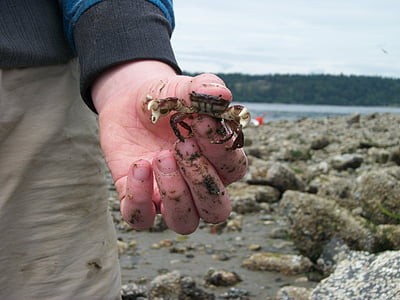 crab, hand, beach, nature, marine, aquatic, water