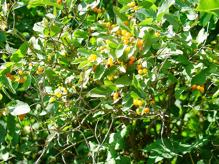 žlutý lilek, Příroda, Bush, listoví, rostliny, ovoce, zelená