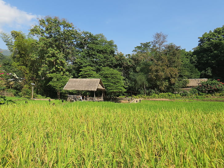 Laos, aleman lodge, Paillotte, locuinţe, câmp de orez, peisaj rural, Highlands
