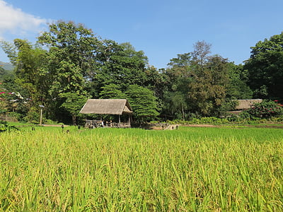 老挝, kamu 小屋, paillotte, 住房, 稻田, 乡村景观, 高地