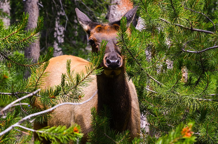 wyoming, usa, america, roe deer, nature, yellowstone national park, conifers