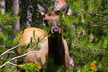 Wyoming, Hoa Kỳ, Mỹ, Roe deer, Thiên nhiên, vườn quốc gia Yellowstone, loài cây lá kim