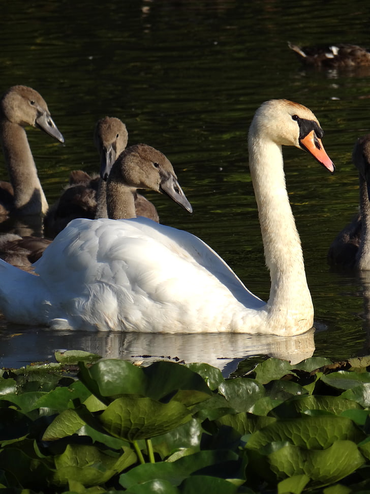 swan, pond, graceful, water, bird, nature, animal