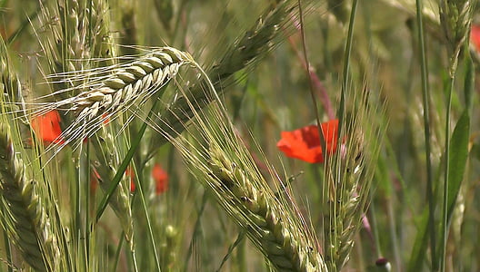 cereals, spike, wheat, barley, rye, barley field, nature