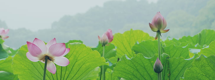 lotus, hangzhou, west lake, pond, water plant