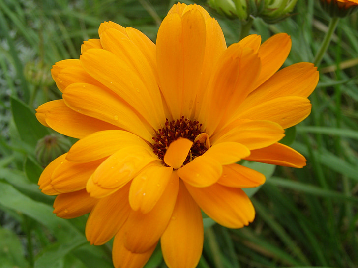 Marigold, květ, závod, oranžový květ, Příroda