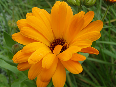 Marigold, kukka, kasvi, oranssi kukka, Luonto