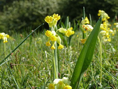 cowslip, pomlad, travnik, rumena, Spomladanski jeglič, blizu, cvet