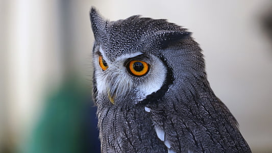owl, eye view, zwerguhu, plumage, raptor, lighted eyes, bird of prey