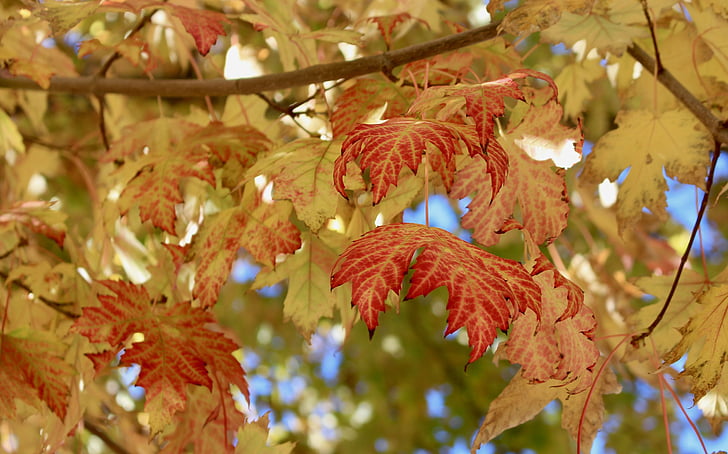 efterårsblade, efterårsfarver, sæson, oktober, efterår