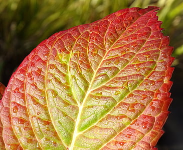 autunno, pianta, foglie, rosso, natura, colore di caduta, cibo e bevande