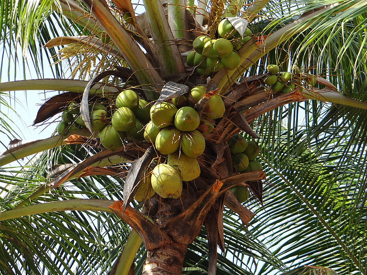 coco, munt, verd, fruits secs, fruites, tendre, arbre
