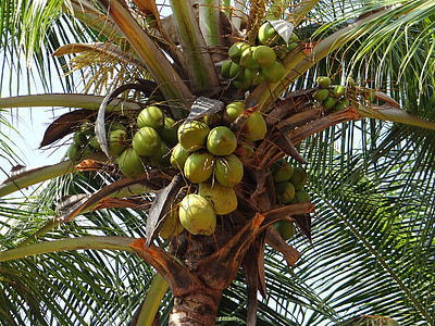 코코넛, 무리, 그린, 너트, 과일, 부드러운, 트리