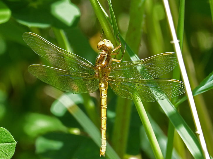 Gouden dragonfly, Sympetrum meridionale, blad, Wetland