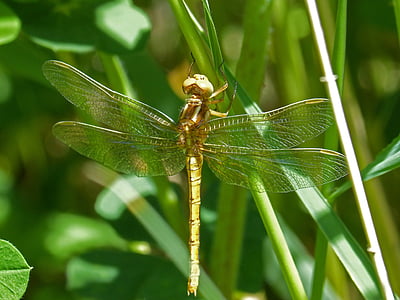 dragonfly emas, Sympetrum meridionale, daun, lahan basah