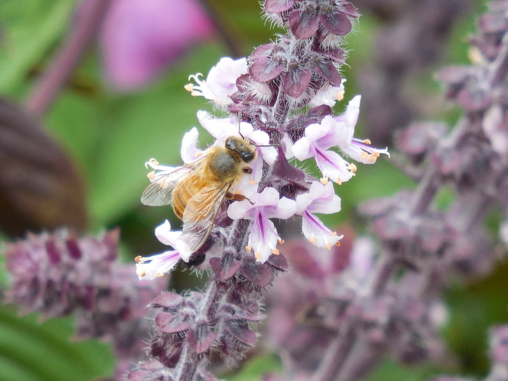 Medonosna pčela, pčela, med, priroda, kukac, žuta, slatki