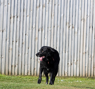 perro, negro, Labrador, pie, hierba, verde, mascota