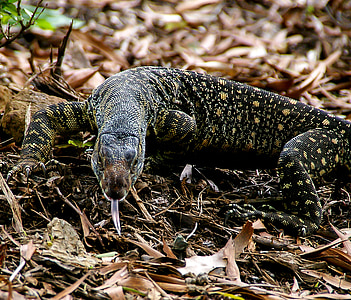 monitor lizard, goanna, reptile, wildlife, tongue, forest, nature close-up