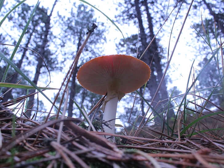 mushroom, autumn, nature