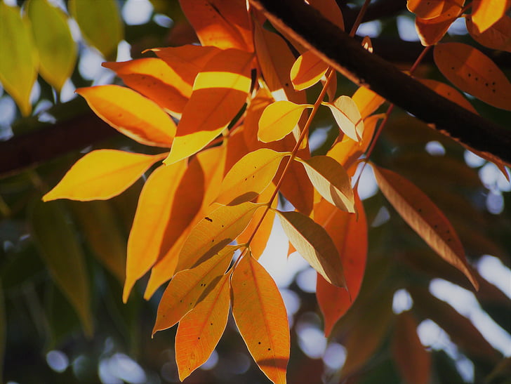 žuto lišće, jesenje lišće, Crveni, Huang, zelena, narančasta, grana