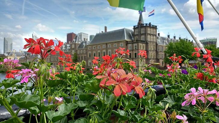 Binnenhof, kwiaty, Den haag, Holandia, Parlament, historyczne, budynek