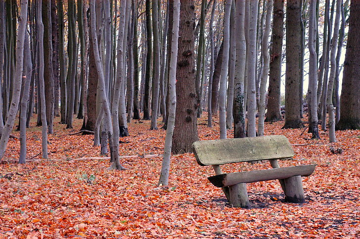 erdő, Bank, pad, természet, ősz, levelek, pihenő bank