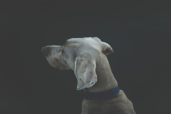 top, view, brown, dog, s, head, blue