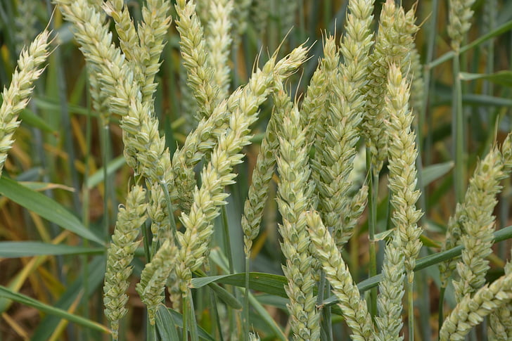ørene av hvete, wheats, korn, landbruk, feltet, råvarer