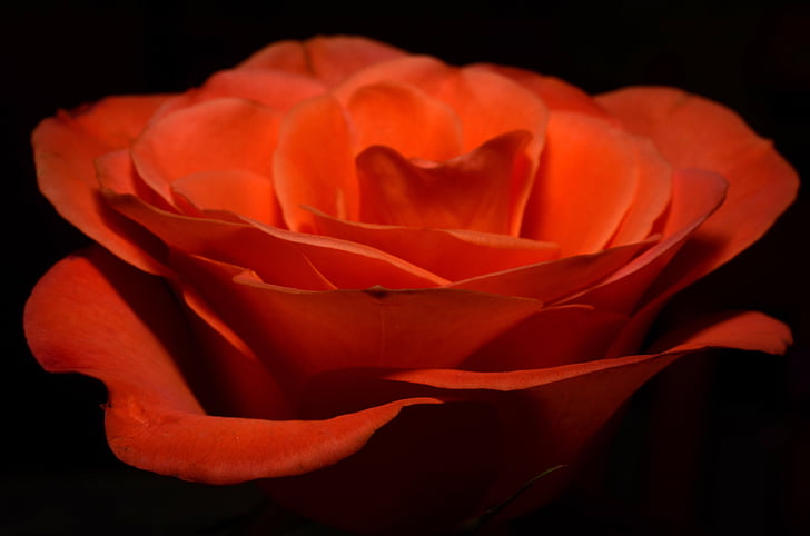 макрос, Фото, червоний, Троянда, квітка, помаранчевий, Рось
