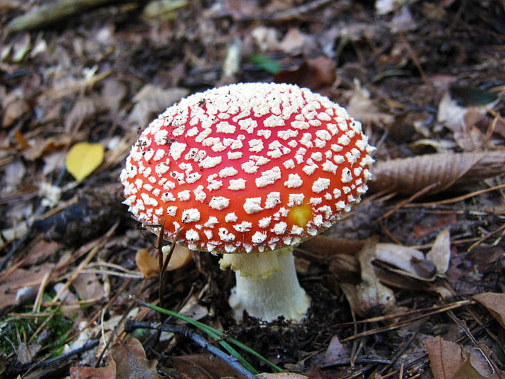 fly agaric, mushrooms, forest, autumn, colorful, leaves, collect