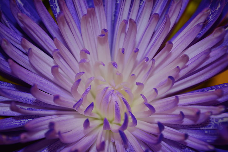 flower, petals, colorful, bloom, flora, plant