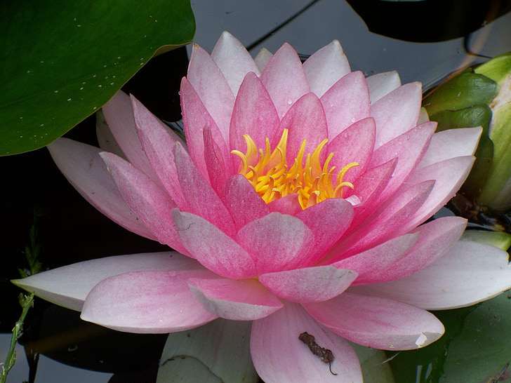 water lily, nuphar lutea, flower, plant, pink
