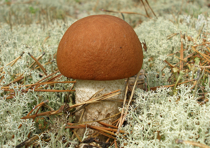 mushroom, podosinnovik, forest, nature, autumn