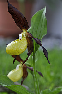 Frauenschuh, flor d'orquídia, flor, flors silvestres, flor, flor, planta
